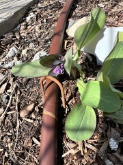 Mertensia virginica