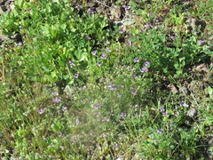 Astragalus rattanii jepsonianus