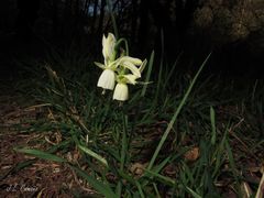Narcissus triandrus triandrus