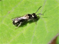 Ceratinini
