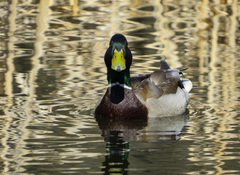 Anas platyrhynchos