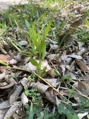 Pombalia verticillata