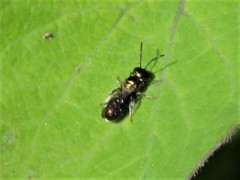 Ceratinini