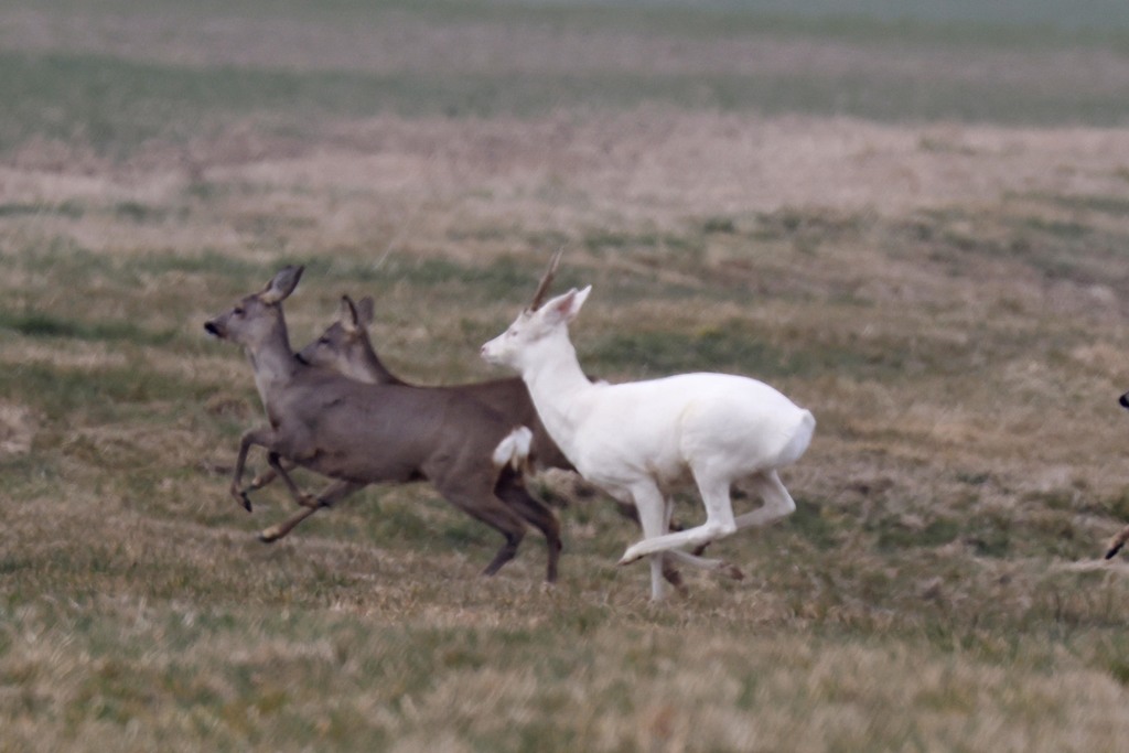 Corça (Capreolus capreolus) - cervídeo europeu