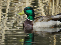 Anas platyrhynchos
