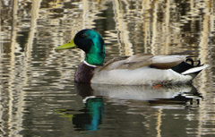 Anas platyrhynchos