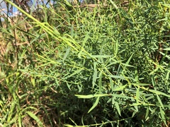 Pimelea neoanglica