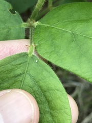Desmodium viridiflorum