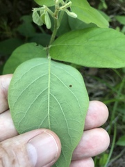 Desmodium viridiflorum