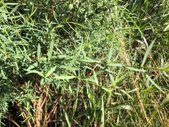 Pimelea neoanglica
