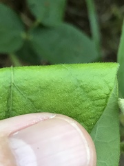 Desmodium viridiflorum