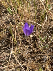 Brodiaea jolonensis
