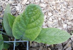 Pentaglottis sempervirens