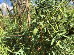 Pimelea neoanglica