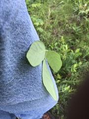 Desmodium viridiflorum