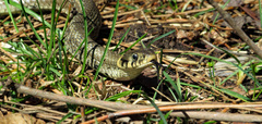 Natrix natrix
