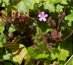 Geranium robertianum