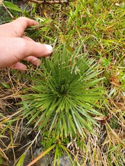 Aciphylla congesta