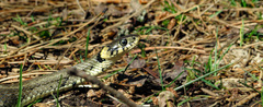 Natrix natrix