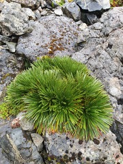 Aciphylla congesta
