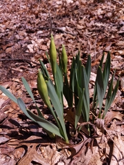 Narcissus
