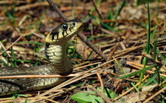Natrix natrix