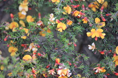 Pultenaea fasciculata