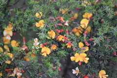 Pultenaea fasciculata