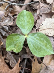 Trillium luteum