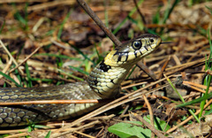 Natrix natrix