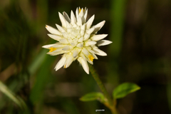 Gomphrena elegans