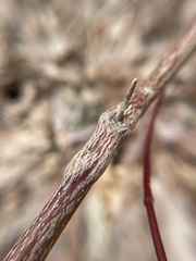 Neolasioptera cornicola