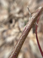 Neolasioptera cornicola