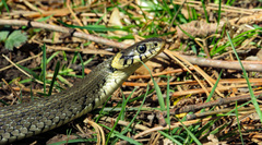Natrix natrix