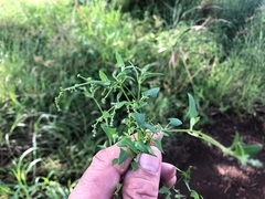 Chenopodium nutans nutans