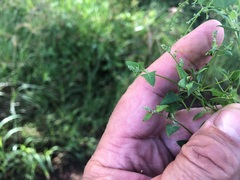 Chenopodium nutans nutans