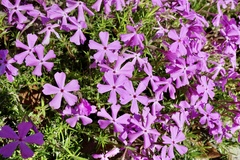 Phlox nivalis