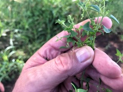 Chenopodium nutans nutans