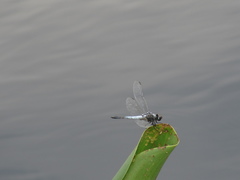 Brachydiplax sobrina