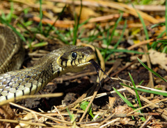 Natrix natrix