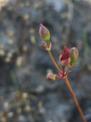 Phemeranthus mengesii