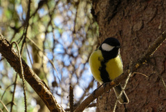 Parus major