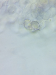 Entoloma phaeopileatum
