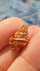 Bursidae