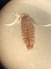 Trichoniscus pusillus