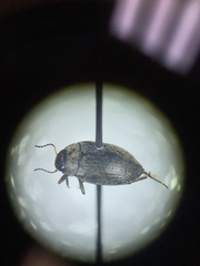 Leconectes striatellus