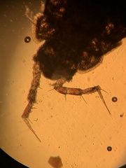 Trichoniscus pusillus