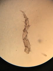 Trichoniscus pusillus