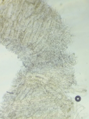 Entoloma phaeopileatum
