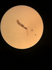 Trichoniscus pusillus